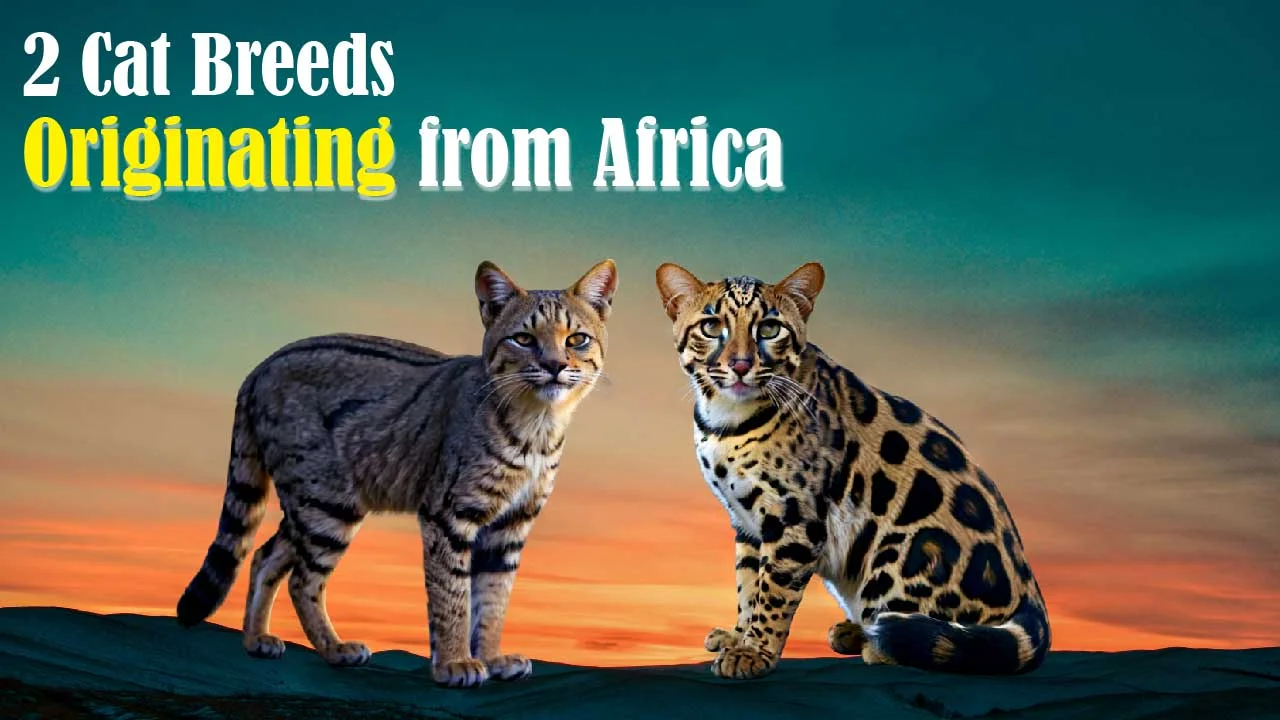 2 cat breeds Originating from Africa