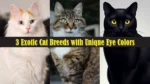 3 Exotic Cat Breeds with Unique Eye Colors