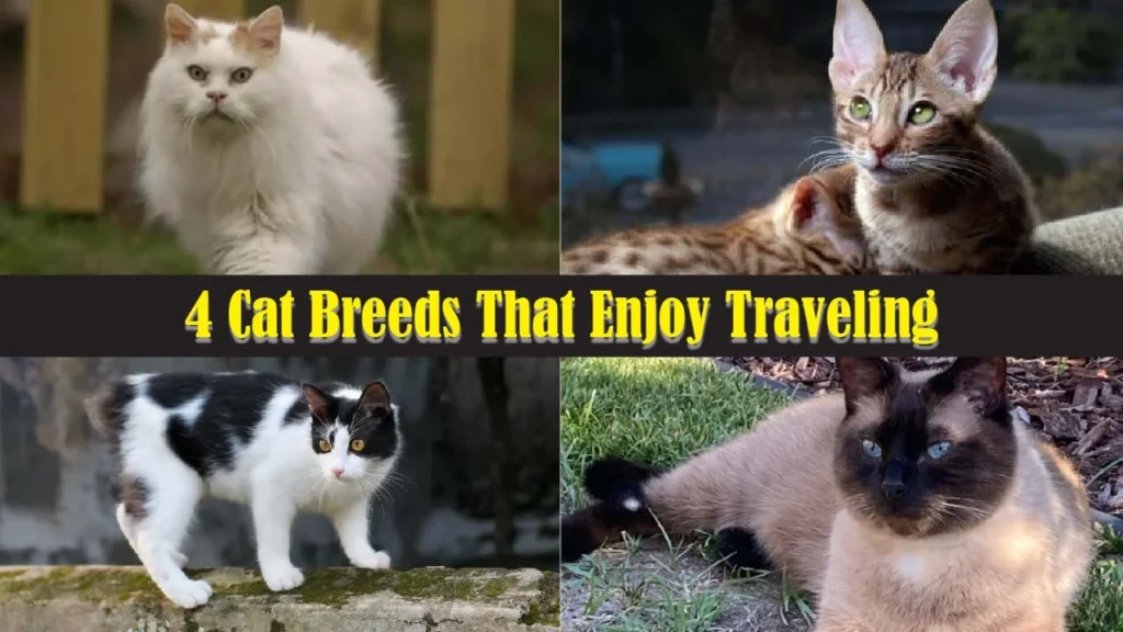 4 Cat Breeds That Enjoy Traveling