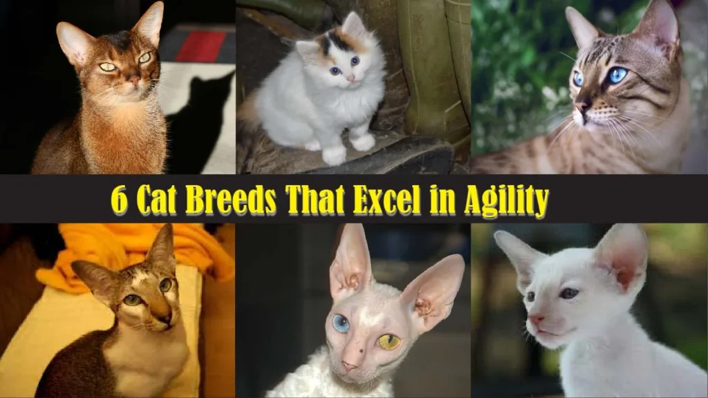 6 Cat Breeds That Excel in Agility
