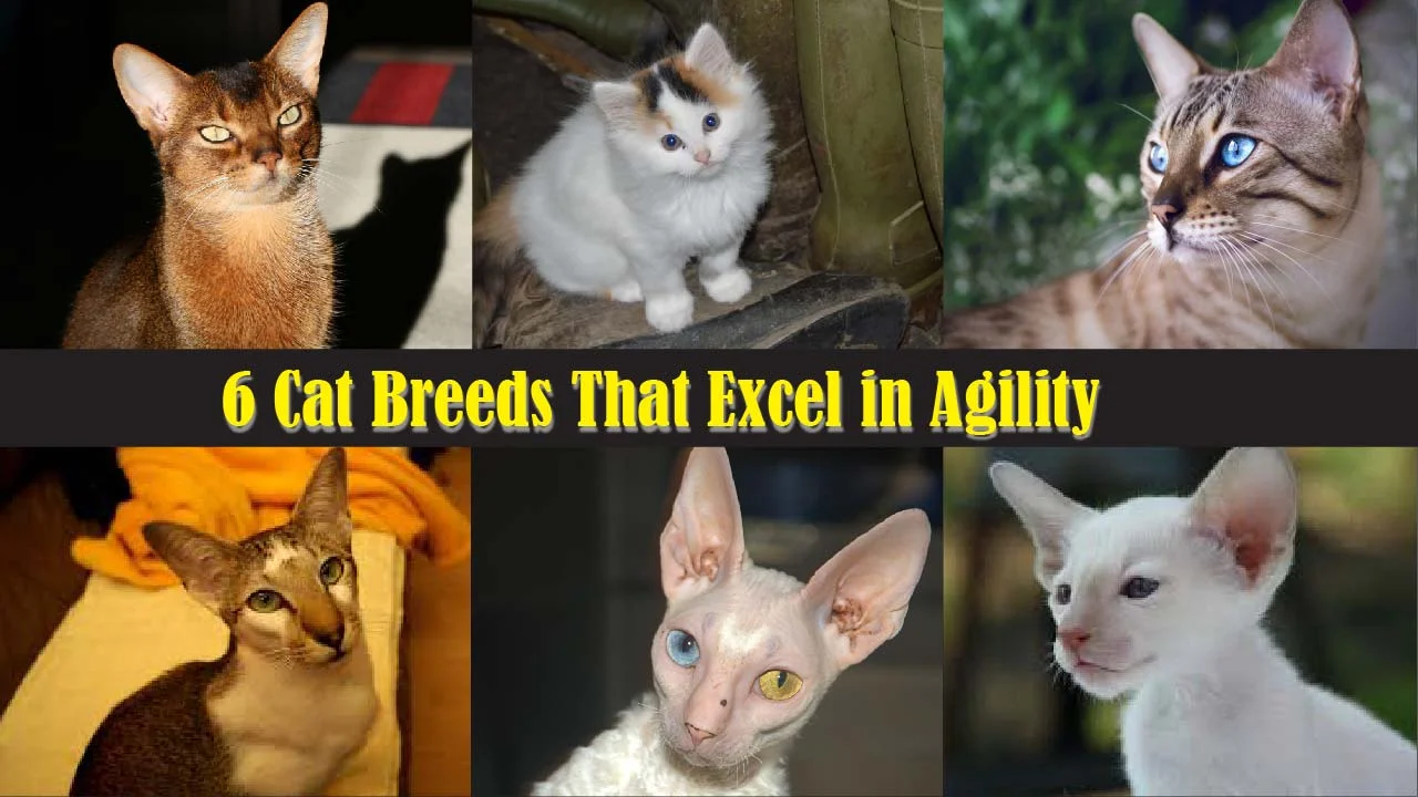 6 Cat Breeds That Excel in Agility