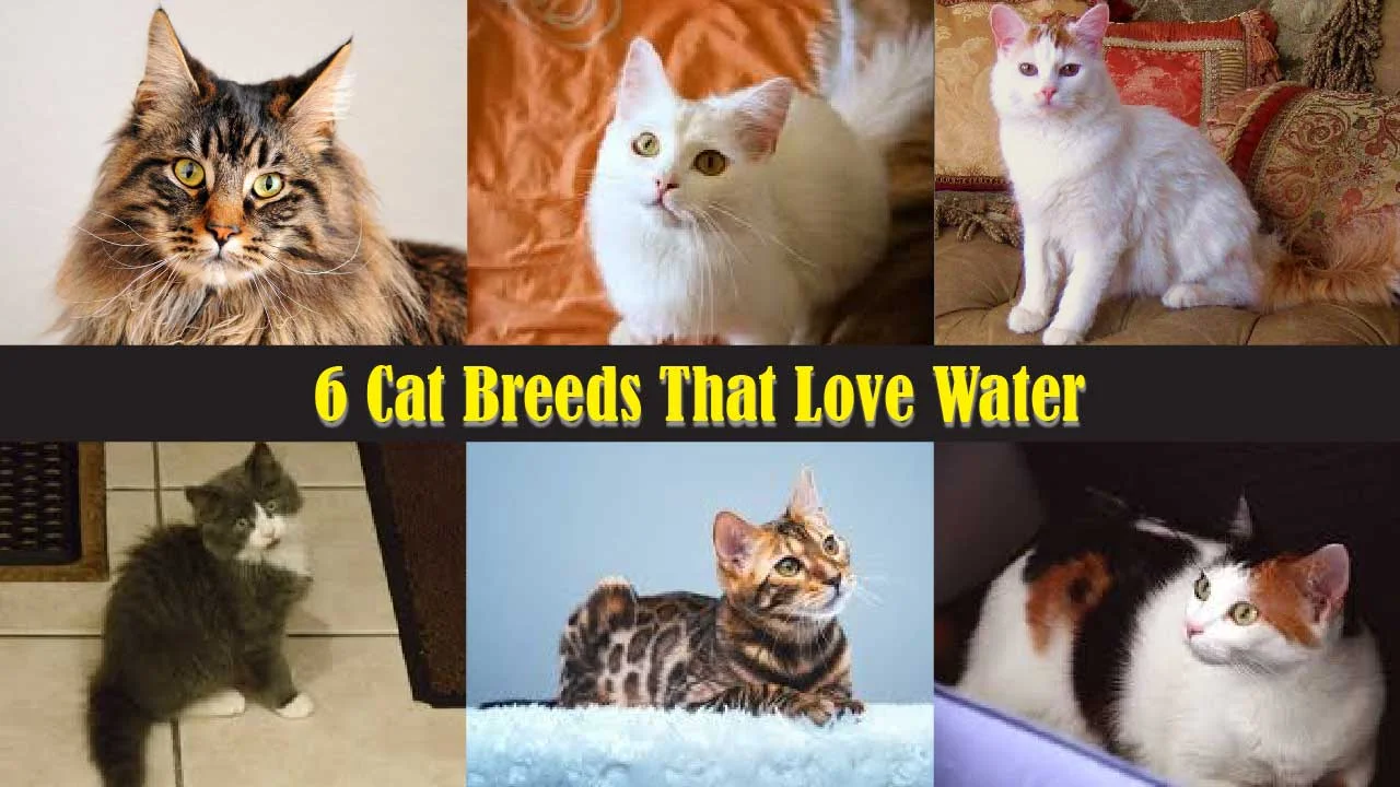 6 Cat Breeds That Love Water