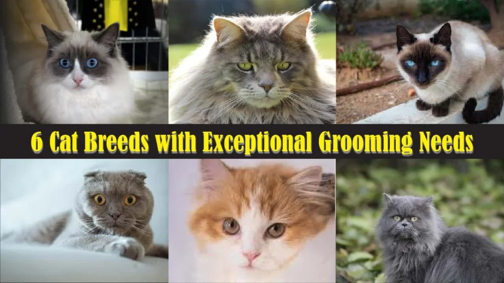 6 Cat Breeds with Exceptional Grooming Needs