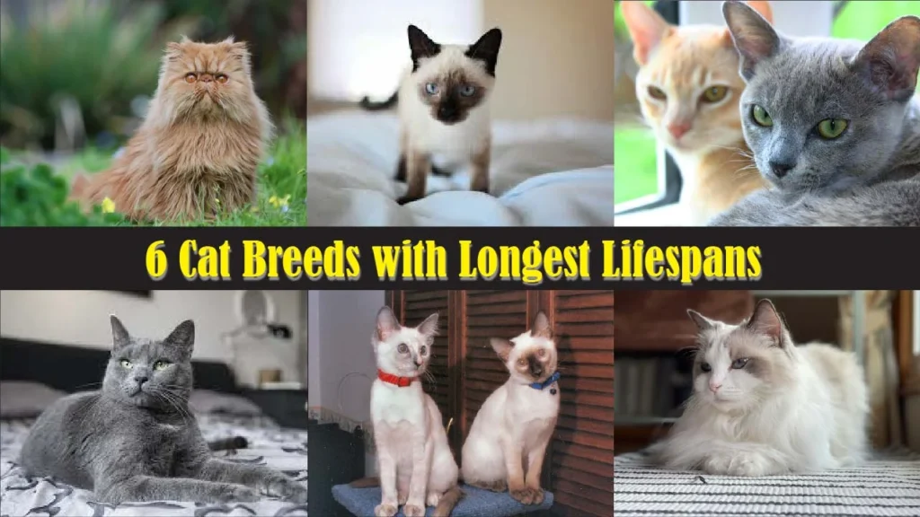 6 Cat Breeds with Longest Lifespans