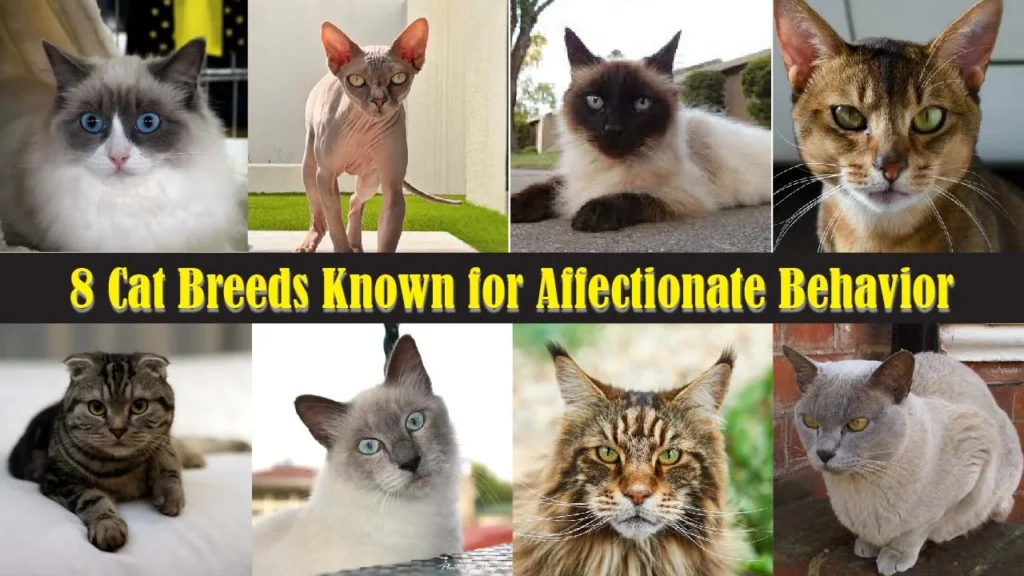 8 Cat Breeds Known for Affectionate Behavior