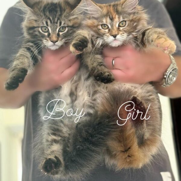 Mainecoon boy and girl