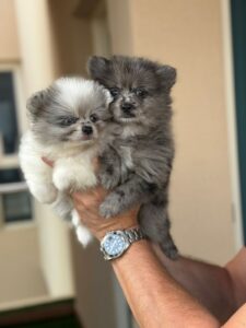 Merle Pomeranian boys