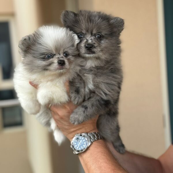 Merle Pomeranian boys