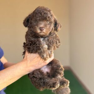 Silver beige mini poodle girl