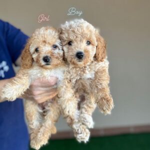 Toy poodle boy and girl