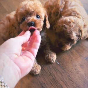 Toy poodle girl new 1