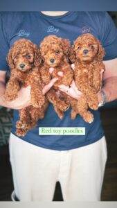 Toy poodles