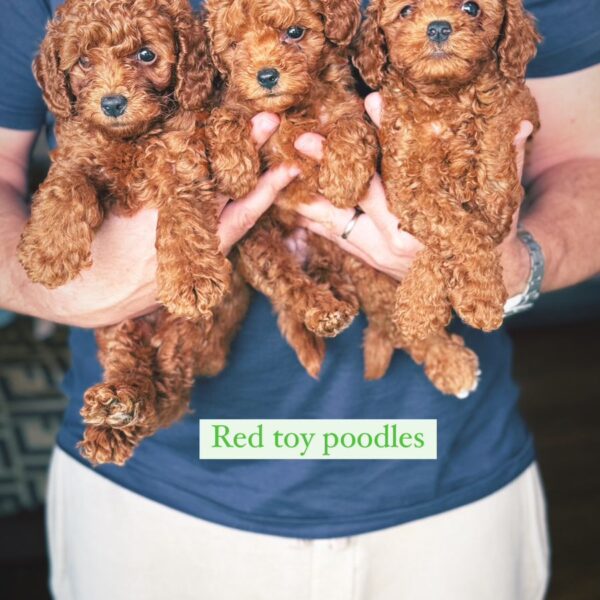 Toy poodles