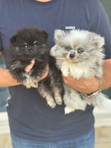 White Merle pomeranian