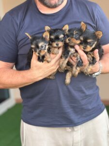 Yorkie Boys and girls