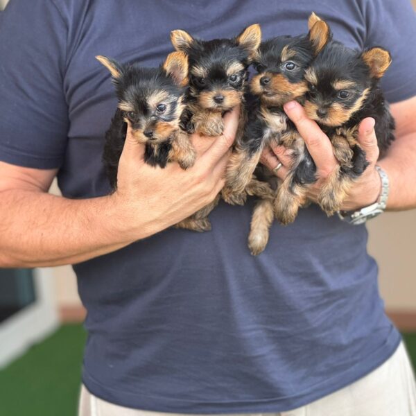 Yorkie Boys and girls