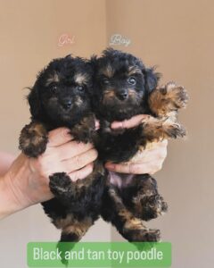 black and tan poodle boy