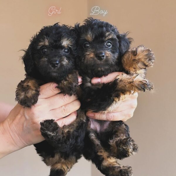 black and tan poodle boy