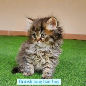 british long hair boy