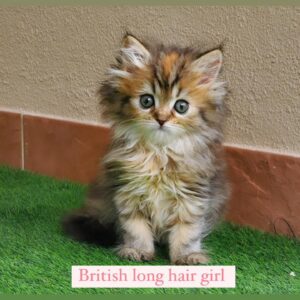 british long hair girl