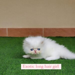 exotic long hair girl 2