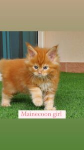 mainecoon girl 2