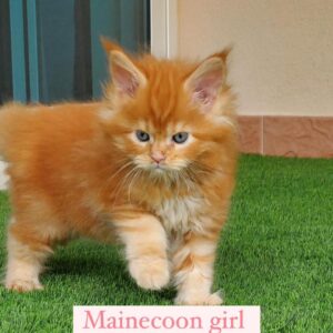 mainecoon girl 2