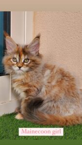 mainecoon girl 3