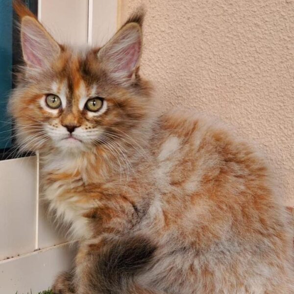 mainecoon girl 3