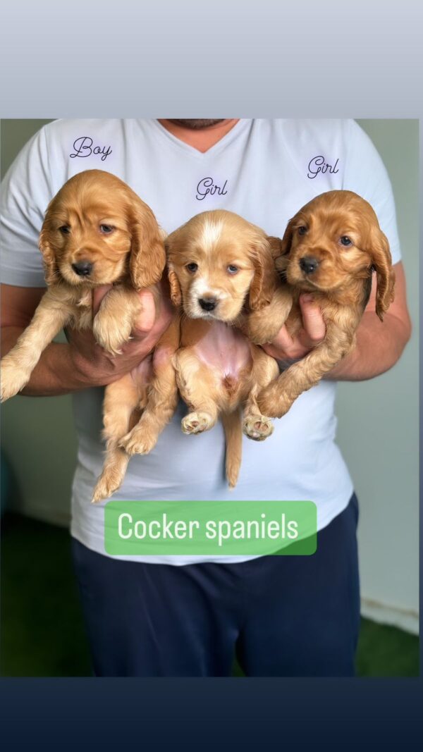 Cocker Spaniels