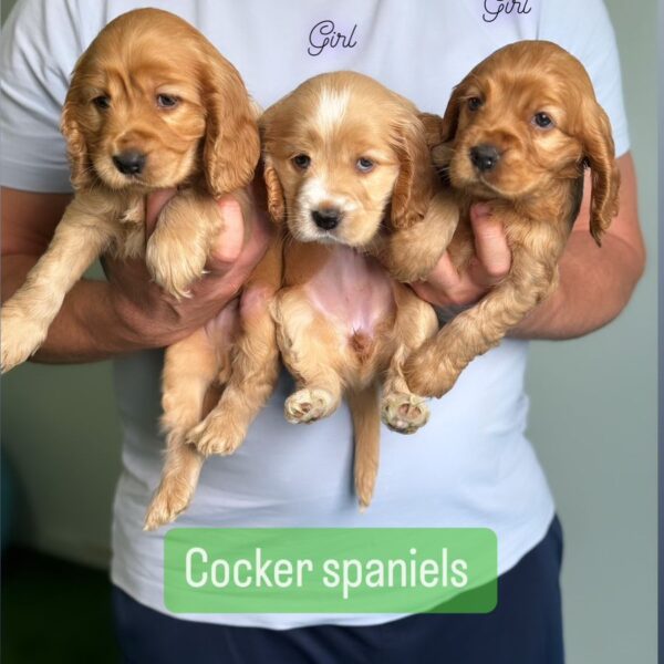 Cocker Spaniels