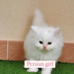 persian girl