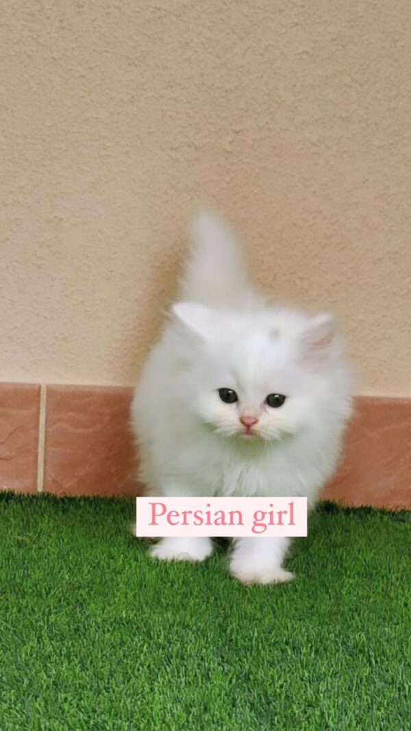 persian girl
