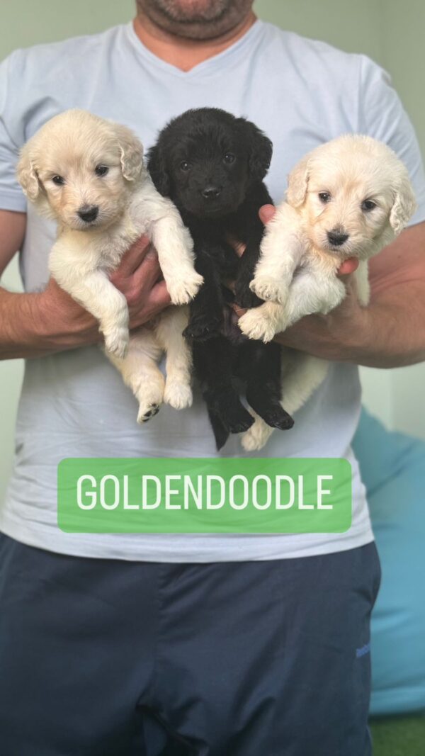 Golden Doodle