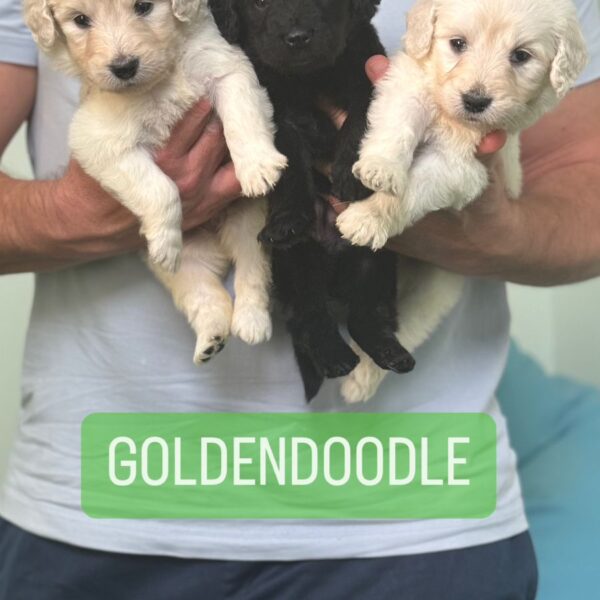 Golden Doodle