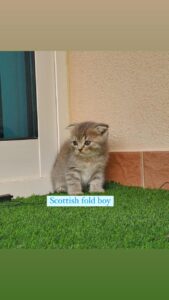 scottish fold boy