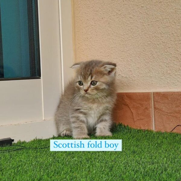 scottish fold boy