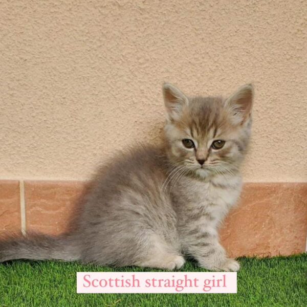 scottish straight girl