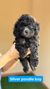 silver poodle boy 1