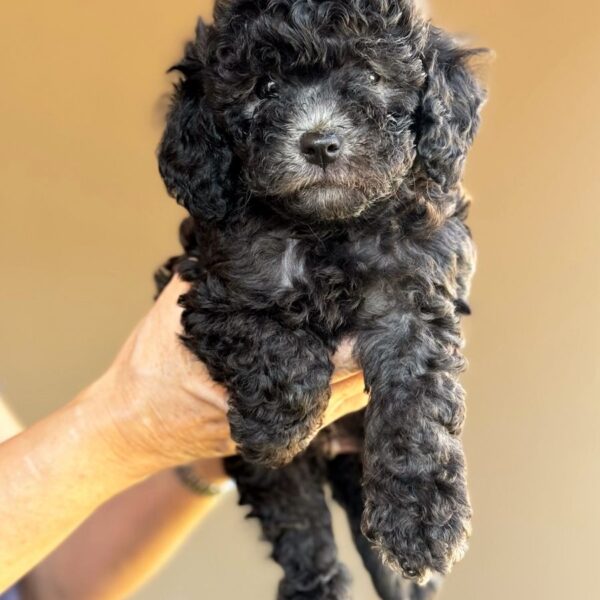 silver poodle boy 1