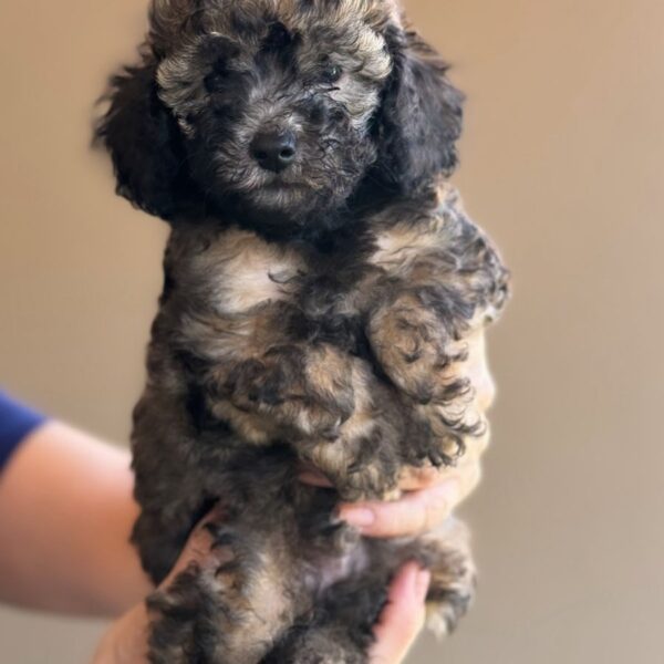 silver poodle boy 2