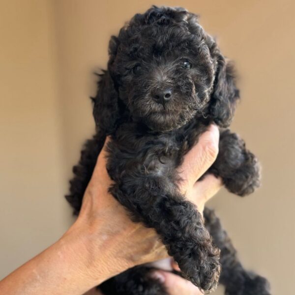 silver poodle girl