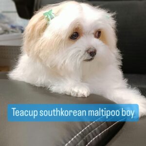 teacup southkorean multipoo boy 1