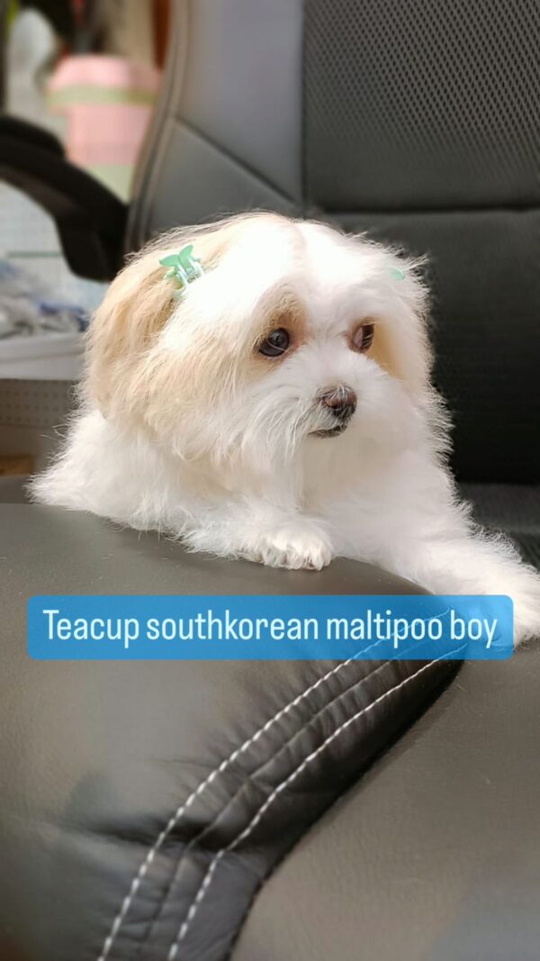 teacup southkorean multipoo boy 1