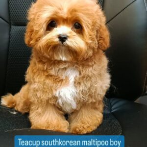 teacup southkorean multipoo boy