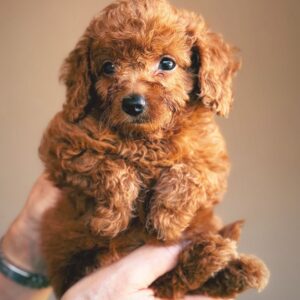 toy poodle gir new
