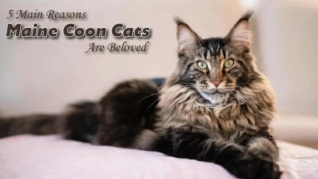 5 Main Reasons Maine Coon Cats Are Beloved
