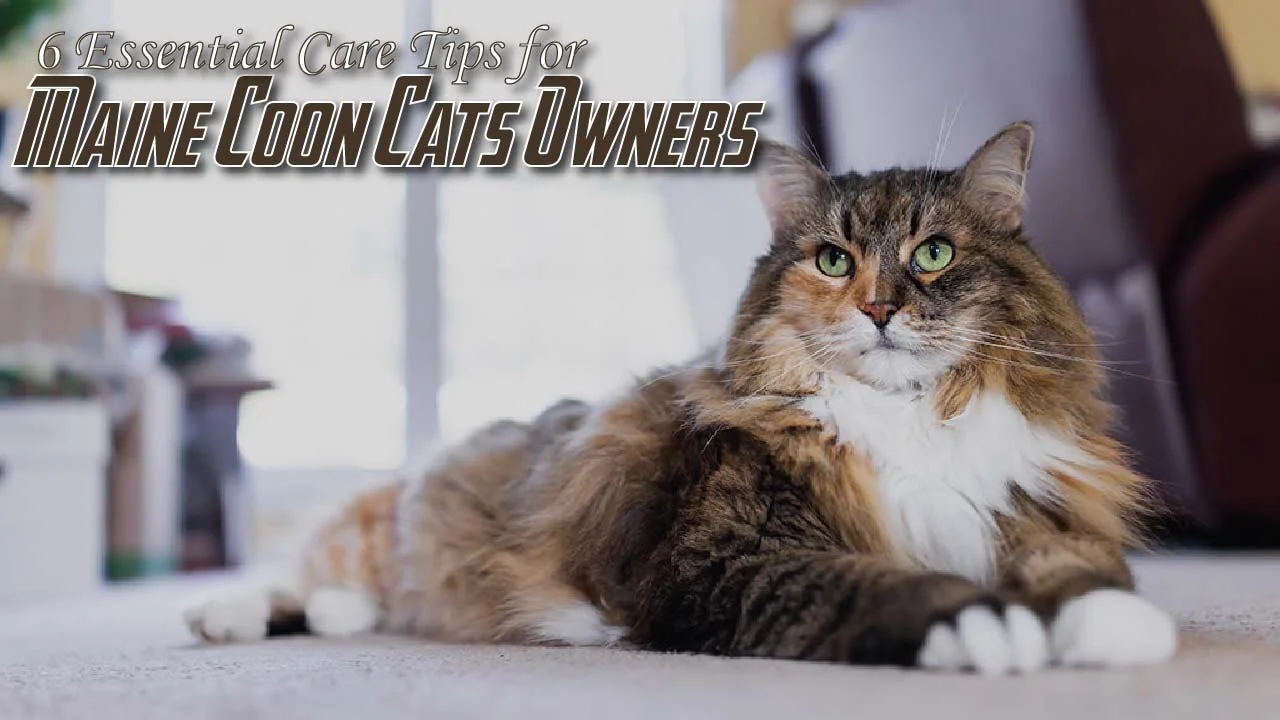 6 Essential Care Tips for Maine Coon Cat Owners