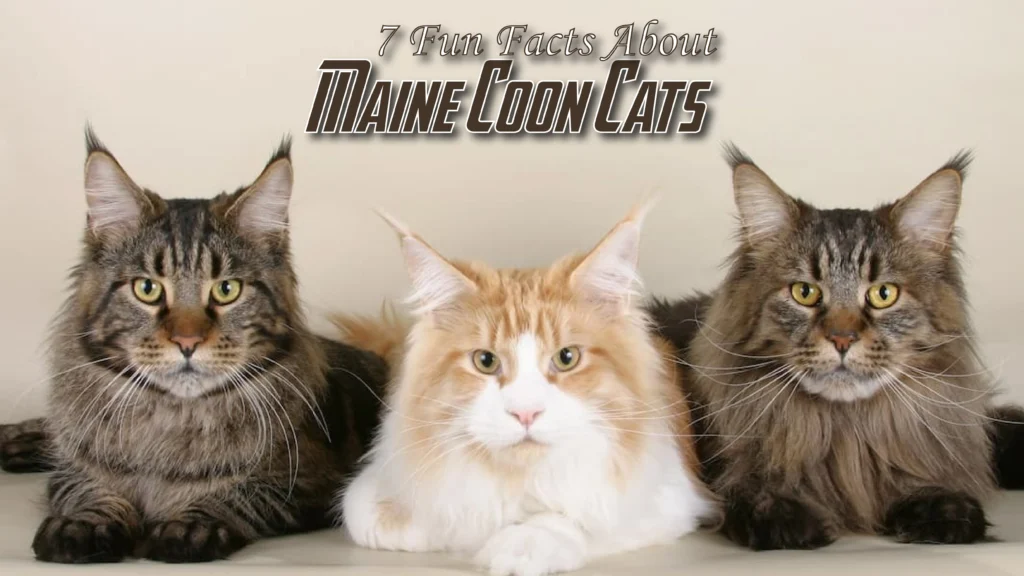 7 Fun Facts About Maine Coon Cats