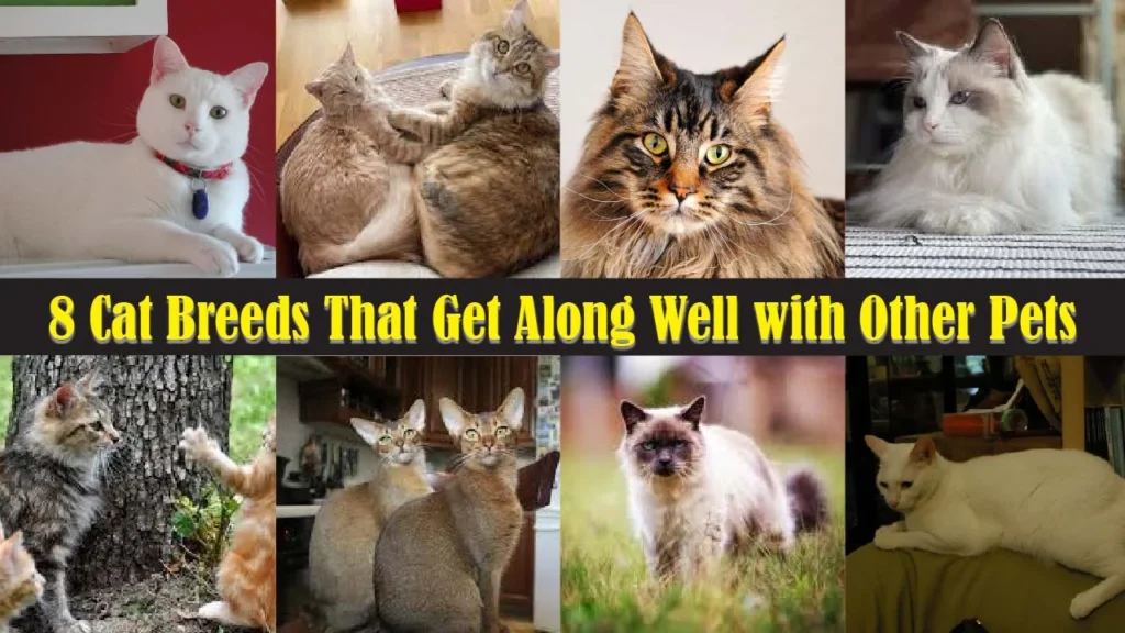 8 Cat Breeds That Get Along Well with Other Pets
